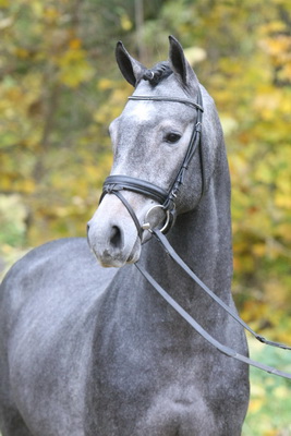 Pferdeportrait – Pferde im Stand fotografieren