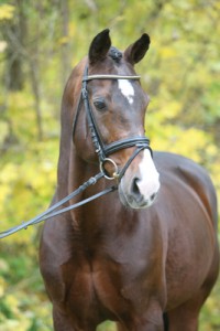 Pferdeportrait - Pferde im Stand fotografieren