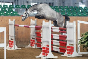 Freispringen 2011 - Vierjährige Reitpferde