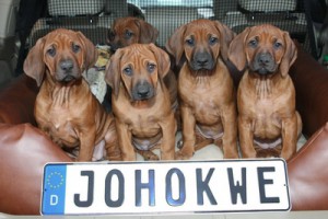 Rhodesian Ridgeback Welpen - Shooting