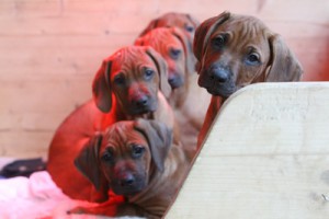 Rhodesian Ridgeback Welpen - Shooting