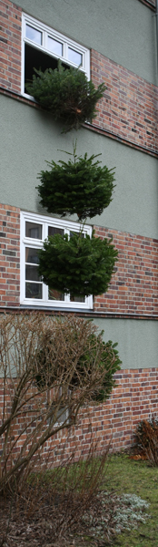 2014 - Weihnachtsbaum Fenstersturz