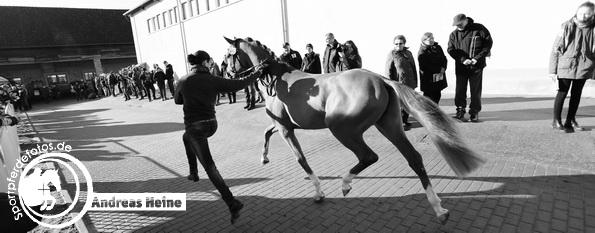 Mitteldeutsche Körung - Prussendorf - Pony und Spezialrassen 2017